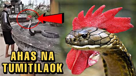 Mga Kakaibang Ahas sa Buong Mundo! Ahas na may Palong at .